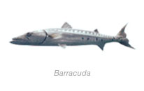 Barracuda