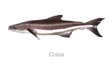 Cobia