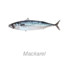 Mackarel