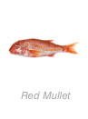 Red Mullet