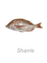 Sharrie